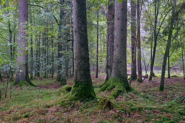 Deciduous Stand Bialowieza Forest Hornbeams Spruce Summer Bialowieza Forest Poland — Stock Photo, Image