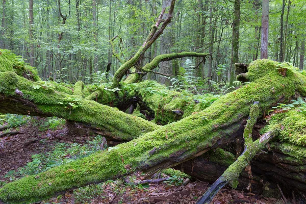 Död Liggande Mossa Insvept Bland Lövträd Sommaren Bialowieza Forest Polen — Stockfoto