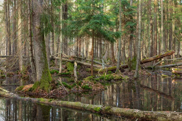 Bahar Zamanı Durgun Ölü Ağaçlarla Karışık Ormanlar Kısmen Azaldı Bialowieza — Stok fotoğraf