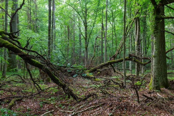 Carvalhos Mortos Que Jazem Musgo Envolvido Entre Árvores Caducas Verão — Fotografia de Stock