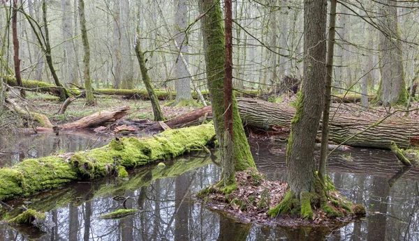 Lente Natte Gemengde Bos Met Stilstaand Water Dode Bomen Gedeeltelijk — Stockfoto