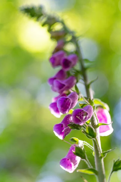 Close Paarse Bloemen Van Digitalis Zondag Grote Plant Met Kleine — Stockfoto