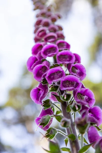 Neděli Fialové Květy Digitalis Velká Rostlina Malými Zvonky — Stock fotografie