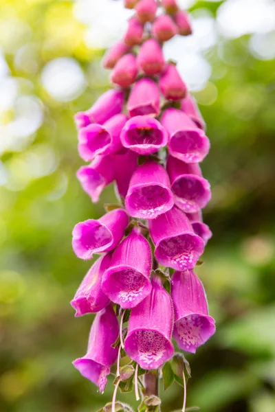 Neděli Fialové Květy Digitalis Velká Rostlina Malými Zvonky — Stock fotografie
