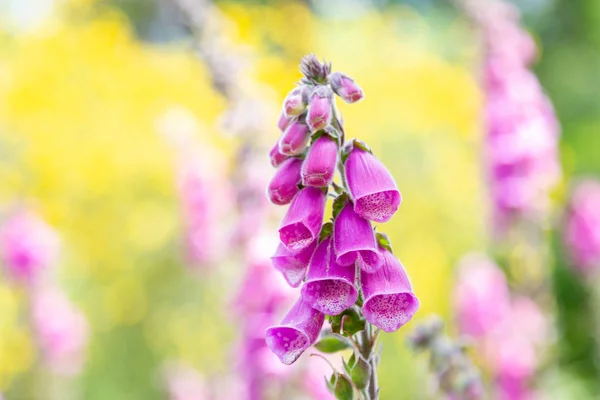 Gros Plan Fleurs Pourpres Digitale Dimanche Grande Plante Avec Petites — Photo