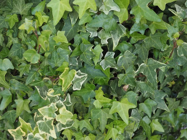 Bluszcz Hedera Rośliny Przydatne Jako Tło — Zdjęcie stockowe