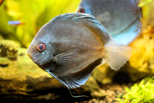 Porträt Eines Diskusfisches Aquarium — Stockfoto