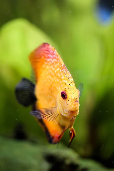 Portrait Discus Fish Aquarium — Stock Photo, Image