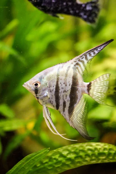 Detail Eines Skalarfisches Aquarium — Stockfoto