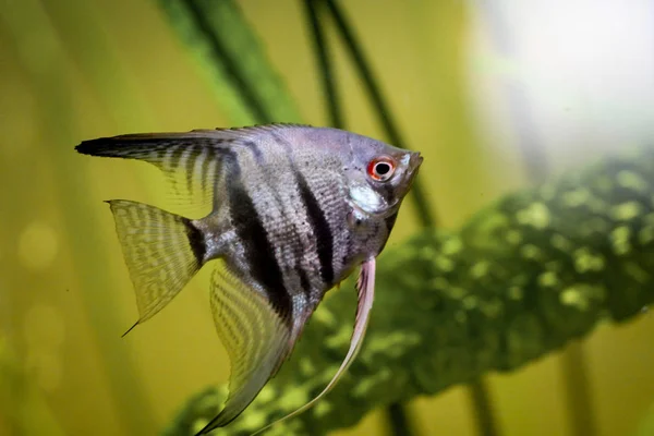 Detalhe Peixe Skalar Aquário — Fotografia de Stock