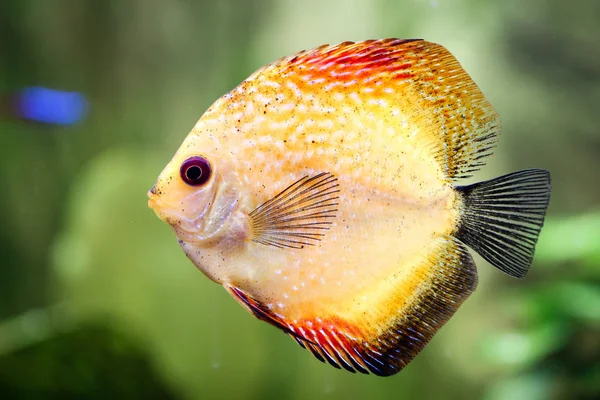 Portrait Discus Fish Aquarium — Stock Photo, Image