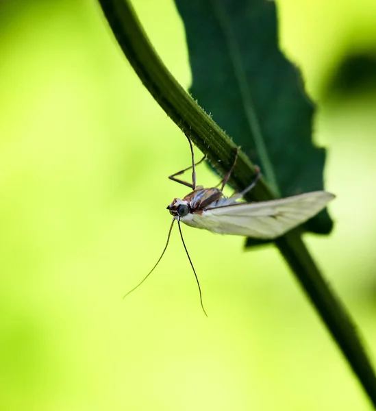 Gros Plan Papillon Errant Sur Une Plante — Photo