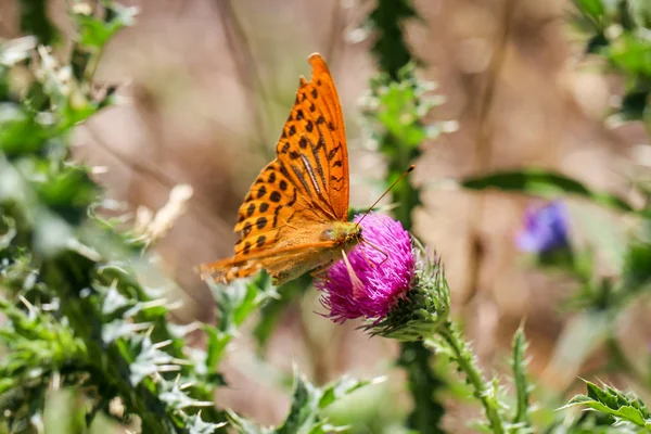 Primer Plano Una Mariposa Divagando Sobre Una Planta —  Fotos de Stock