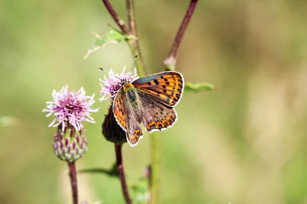 Close Butterfly Rambling Plant — Stock Photo, Image
