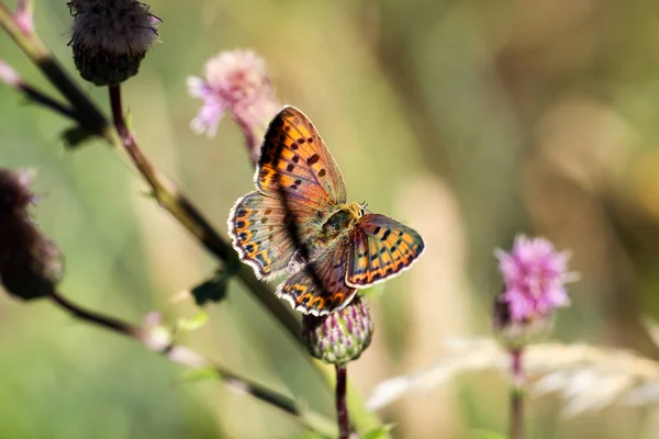Primo Piano Una Farfalla Vagando Impianto — Foto Stock
