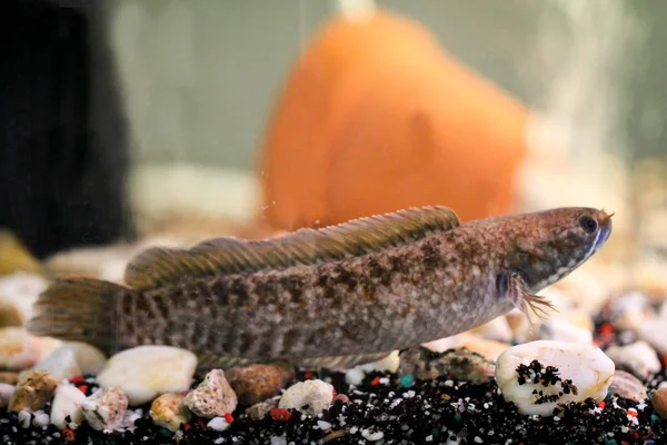 Detail of a mud-head fish in aquarium