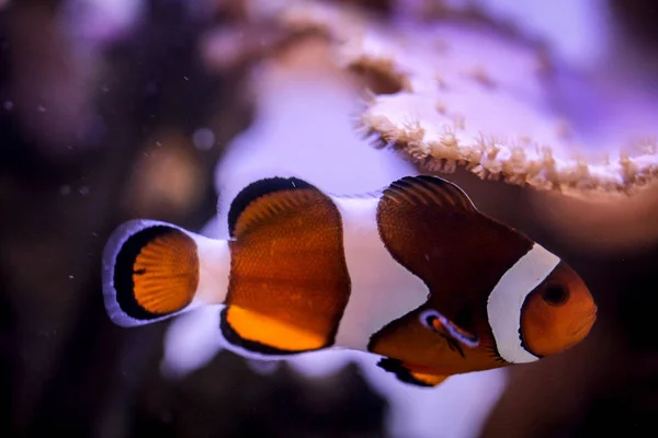 Detail Van Een Anemoonvis Het Aquarium — Stockfoto