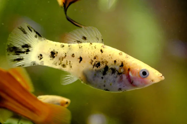 Detail Guppy Ryby Akváriu — Stock fotografie