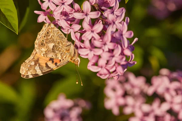 Kelebek Leylak Çiçekleri Üzerinde Bayan Boyalı Vanessa Cardui — Stok fotoğraf