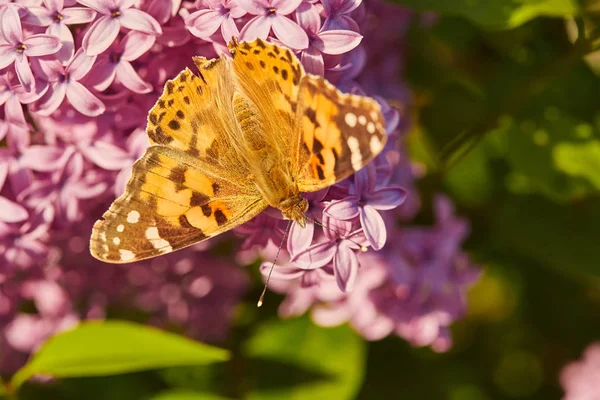 Mariposa Dama Pintada Las Flores Lila Vanessa Cardui — Foto de Stock