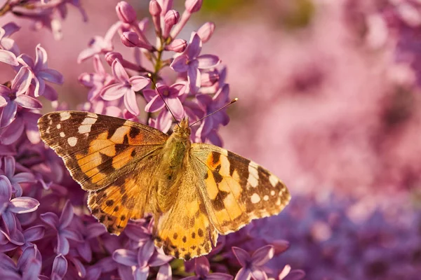 Метелик Намалював Леді Квітках Бузку Ванесса Кардуї — стокове фото