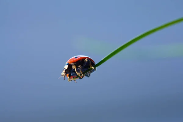 Marienkäfer Grünen Blatt Nahaufnahme Marienkäfer Blatt — Stockfoto