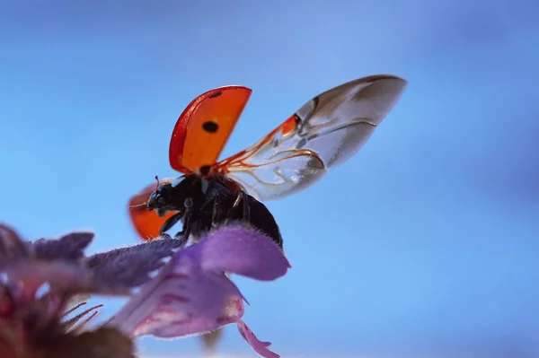 Coccinelle Dans Une Feuille Fleur Préparation Décollage Fermer Coccinelle Dans — Photo