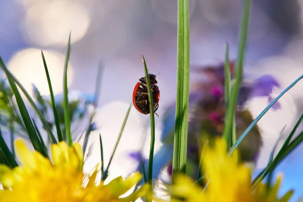 Coccinelle Dans Feuille Verte Fermer Coccinelle Dans Feuille — Photo