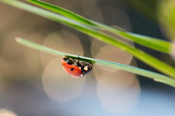 Marienkäfer Grünen Blatt Nahaufnahme Marienkäfer Blatt — Stockfoto