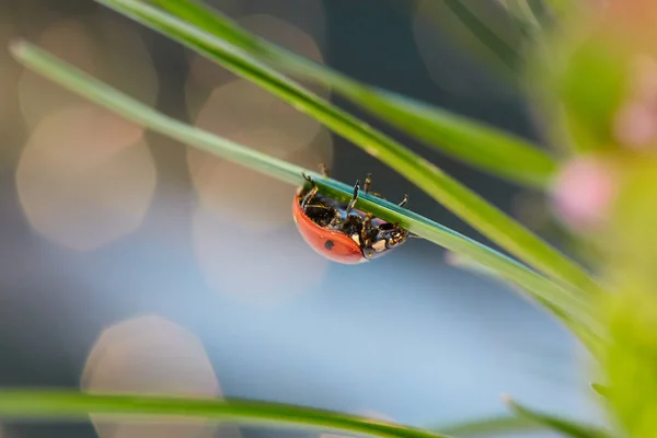 Coccinelle Dans Feuille Verte Fermer Coccinelle Dans Feuille — Photo