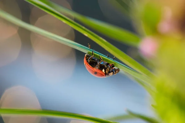 Coccinelle Dans Feuille Verte Fermer Coccinelle Dans Feuille — Photo