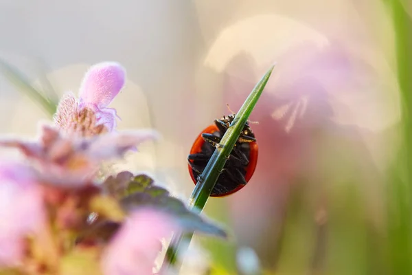 Coccinelle Dans Feuille Verte Fermer Coccinelle Dans Feuille — Photo