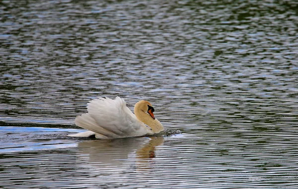 弓波と白鳥Cygnus色 — ストック写真