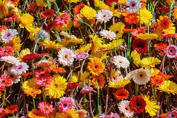 Achtergrond Van Gerbera Bloemen Van Verschillende Kleuren — Stockfoto