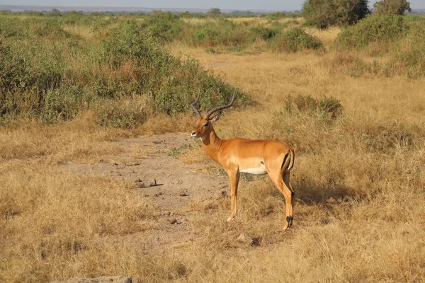 Impala Savana Amboseli — Fotografia de Stock