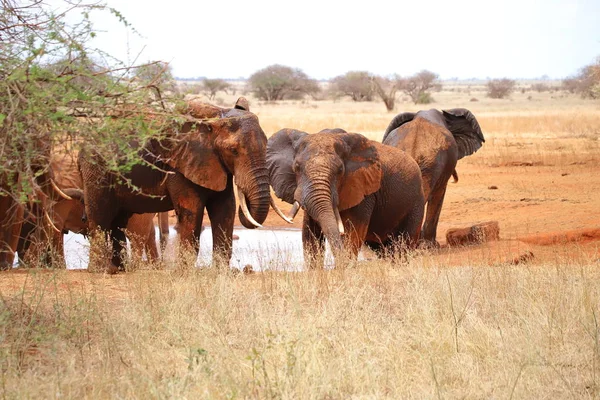 Elefántok Egy Víznyelőnél — Stock Fotó
