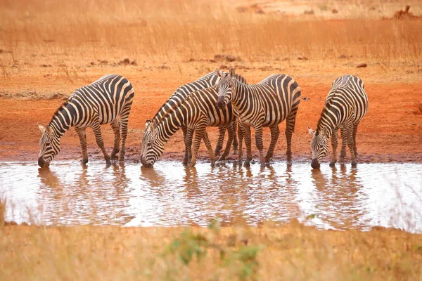 Cinco Zebras Buraco Água — Fotografia de Stock