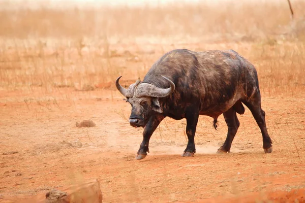 Cape Buffalo Ngutuni Game Reserve — Stock Photo, Image