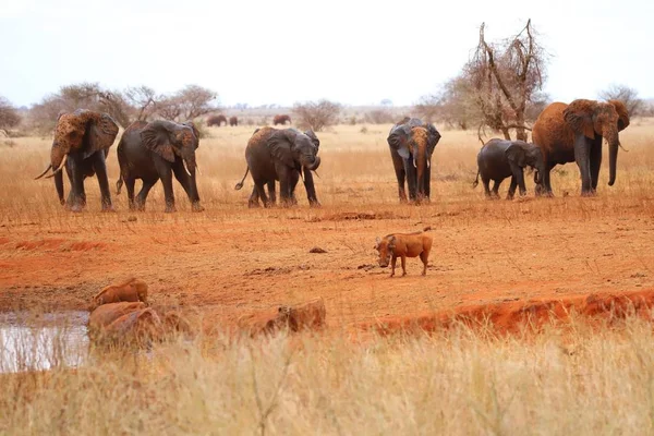 혹멧돼지 마리와 코끼리 — 스톡 사진