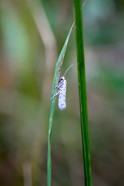 Close Uma Borboleta Divagando Uma Planta — Fotografia de Stock