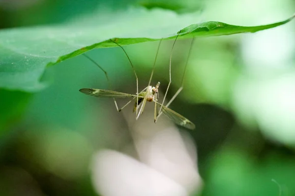 Schlange Unter Einem Blatt Wald — Stockfoto