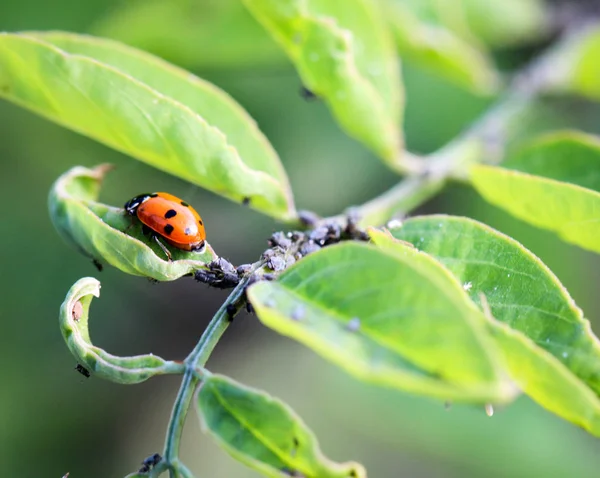 Ladybird Sits Colored Leaf Macro Photo Ladybug Close — 图库照片
