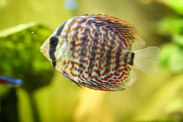 Portrait Discus Fish Aquarium — Stock Photo, Image