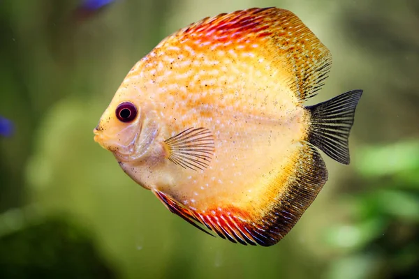 Retrato Peixe Disco Aquário — Fotografia de Stock