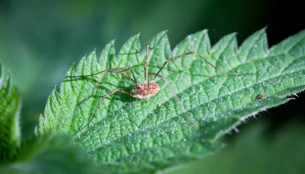 Détails Une Araignée Araignée Sur Une Plante — Photo