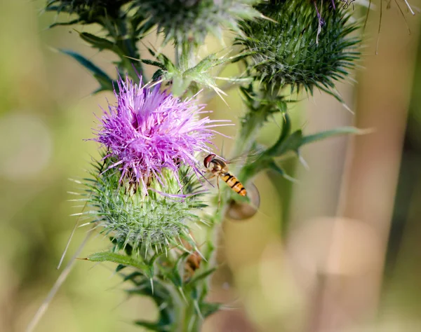 Esta Una Mosca Una Planta — Foto de Stock