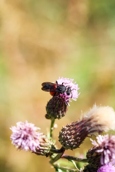 Nahaufnahme Einer Biene Hummel Insekt Einer Pflanze — Stockfoto