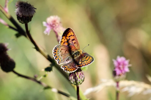 Primo Piano Una Farfalla Vagando Impianto — Foto Stock