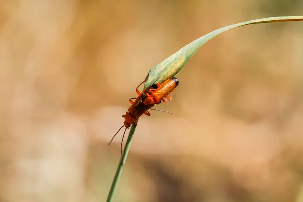 Insecto Escarabajo Una Planta — Foto de Stock