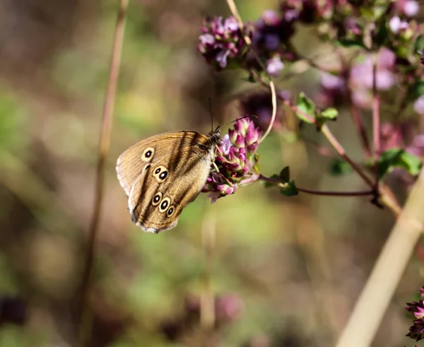 Close Butterfly Rambling Plant — Stock Photo, Image